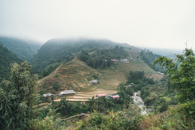 Coq dans les rizières du Vietnam rural.