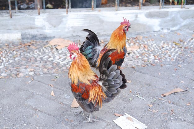 Coq dans la rue Focus sélectif