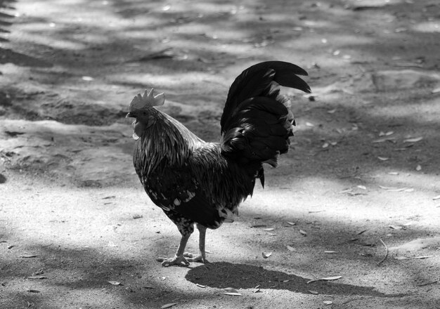 Photo un coq debout sur le champ.