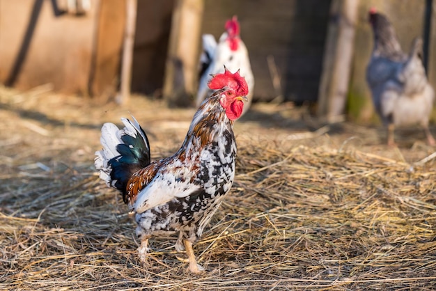 Coq dehors dans le village sur la nature