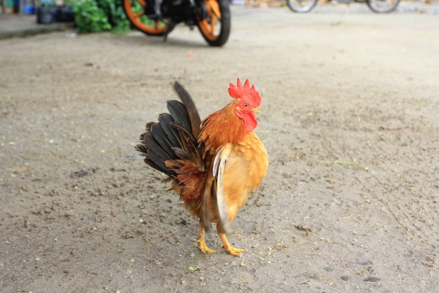 Le coq est mignon et fringant