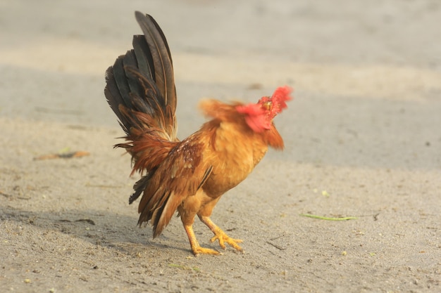 Le coq est mignon et fringant