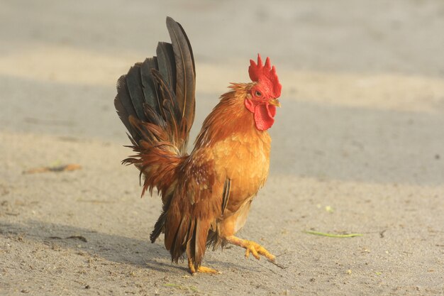 Le coq est mignon et fringant