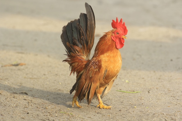 Le coq est mignon et fringant