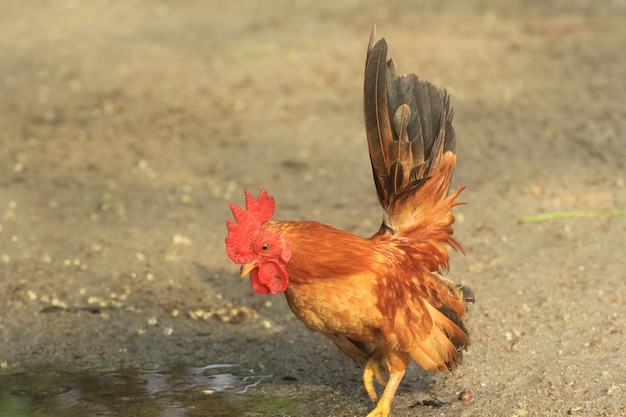 Le coq est mignon et fringant