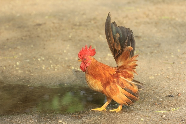 Le coq est mignon et fringant