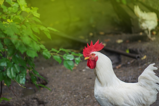 Coq à l'extérieur d'un poulailler