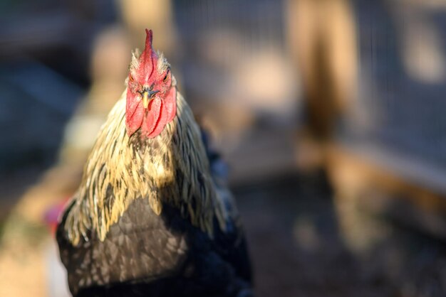 Coq à la ferme