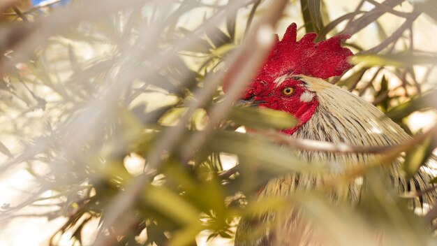 Coq de Freerange se cachant parmi les feuilles