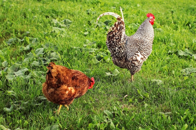 Coq gris et poule le suivant sur la pelouse verte.