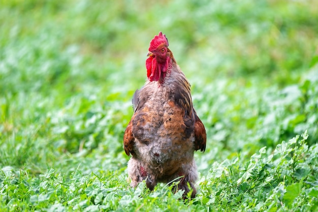 Coq sur l'herbe verte de la ferme