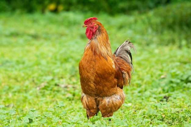 Coq sur l'herbe