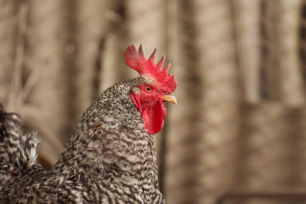 Coq hétéroclite à la ferme