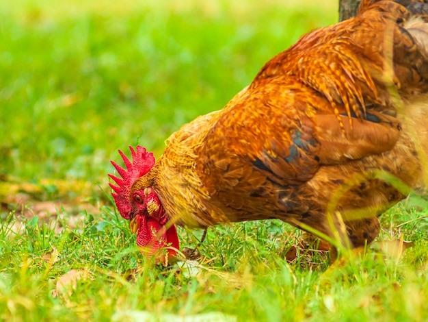 coq en liberté dans le domaine