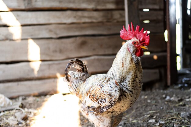 Photo un coq magnifiquement coloré se dresse dans une clôture en bois dans une ferme rustique