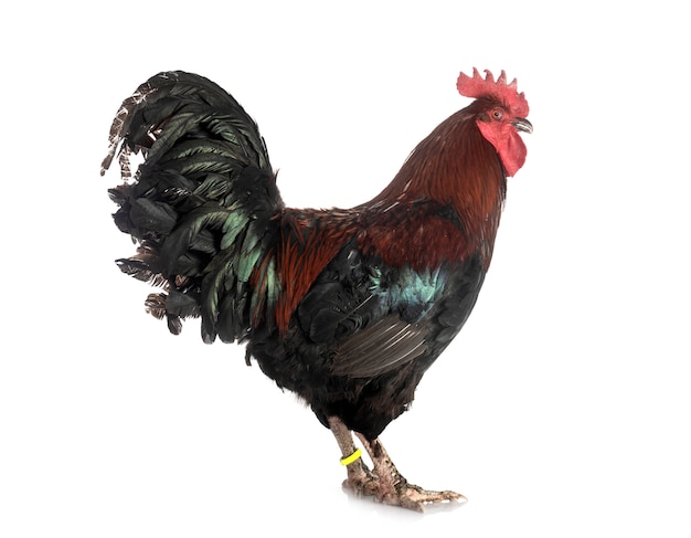 Coq de Marans isolé