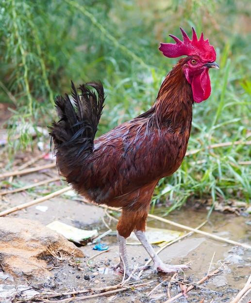 Coq marchant sur fond de nature