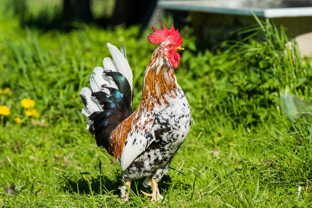 Un coq marche sur l'herbe verte