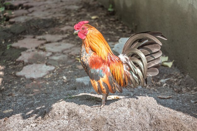 Coq nain brun Bantam dans une ferme. Elevage de volailles _