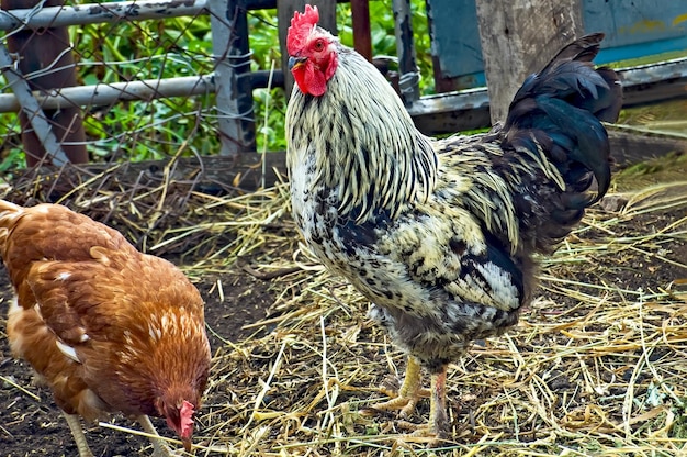 Coq noir aux plumes jaunes et poulet brun dans le poulailler