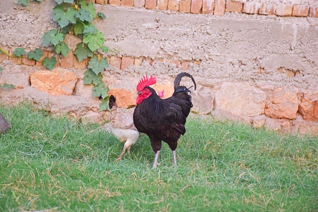 Coq noir avec poule dans la pelouse