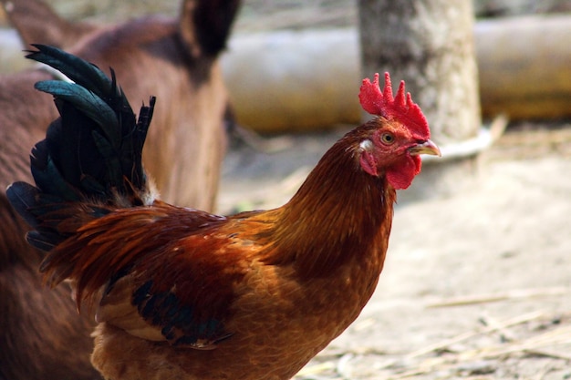 Un coq avec un peigne rouge