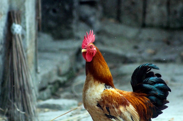 Un coq avec un peigne rouge