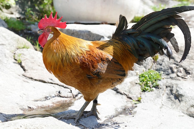 Coq perché sur un point d'eau