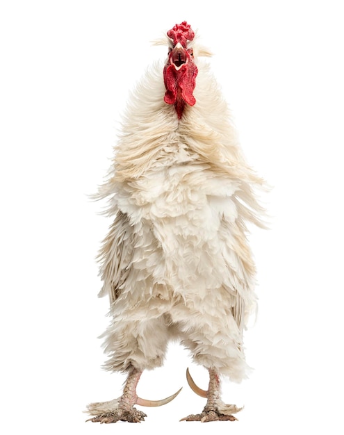 Coq à plumes frisées chantant isolé sur blanc