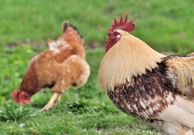 Coq avec une poule picorant dans l'herbe