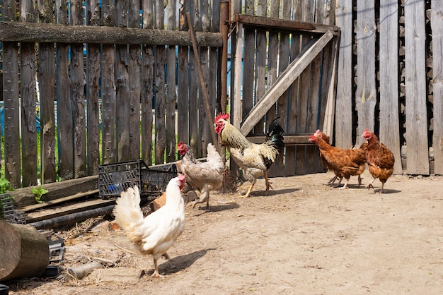 Coq avec des poules dans la basse-cour du village