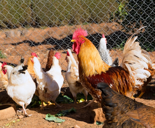 Coq et poules dans la volaille