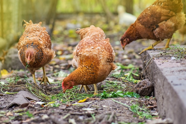 Coq et poules en liberté mangent à la ferme