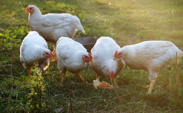 Coq et poules marchant sur l'herbe, heure d'été