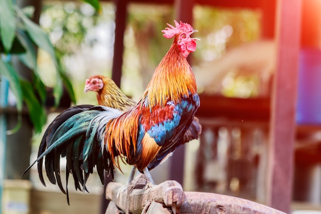 Photo coq poulet coq le matin sur la clôture