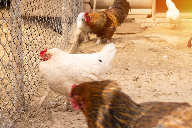 Coq et poulet à l'extérieur de l'espace agricole pour les poulets