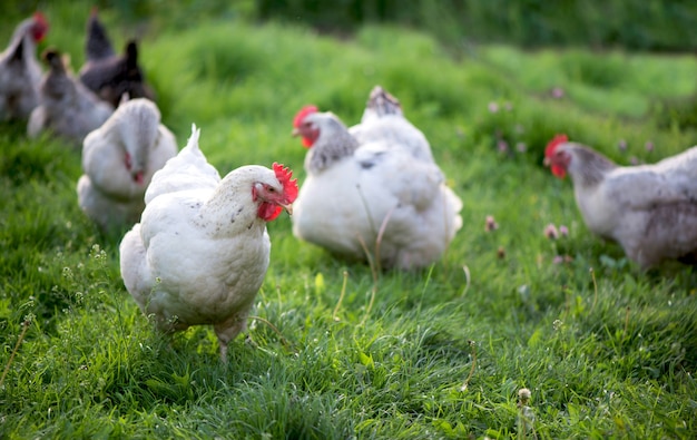 Coq et poulets. Coq et poules en liberté.