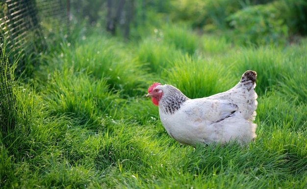 Coq et poulets. Coq et poules en liberté.