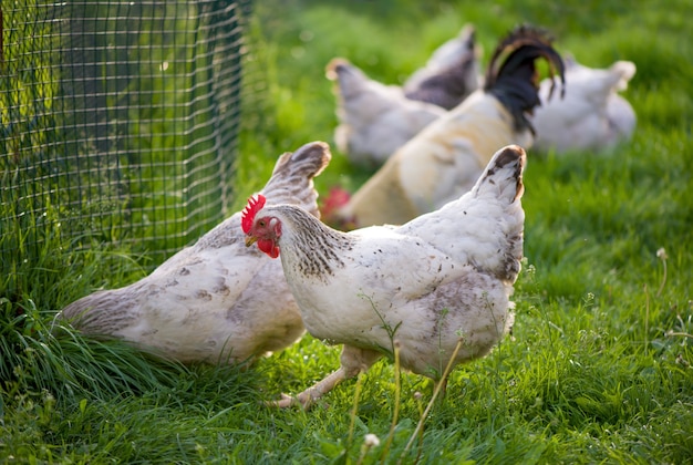 Coq et poulets. Coq et poules en liberté.