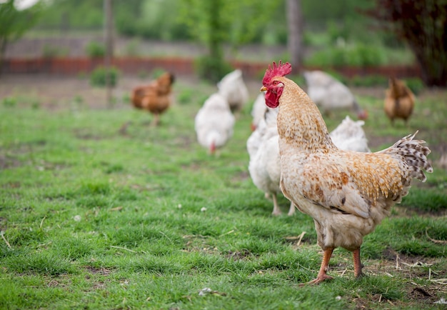 Coq et poulets. Coq et poules en liberté.