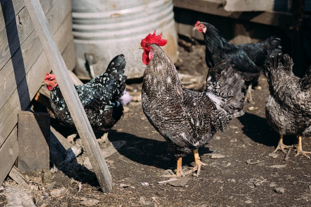 Coq et poulets dans une ferme