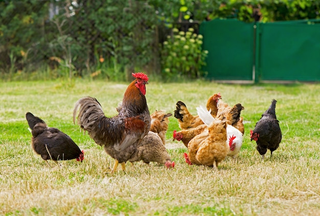 Coq et poulets paissant dans l'herbe.