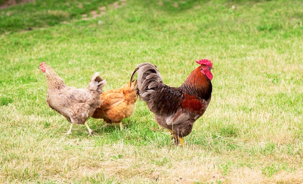 Coq et poulets paissant dans l'herbe.