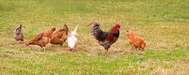 Coq et poulets paissant dans l'herbe