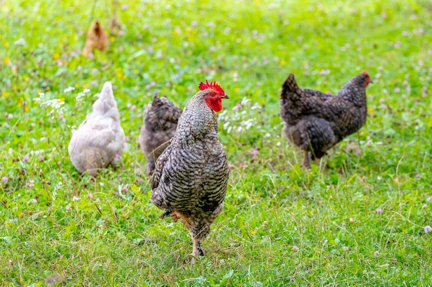 Coq et poulets tachetés gris dans le jardin de la ferme sur l'herbe à la recherche de nourriture
