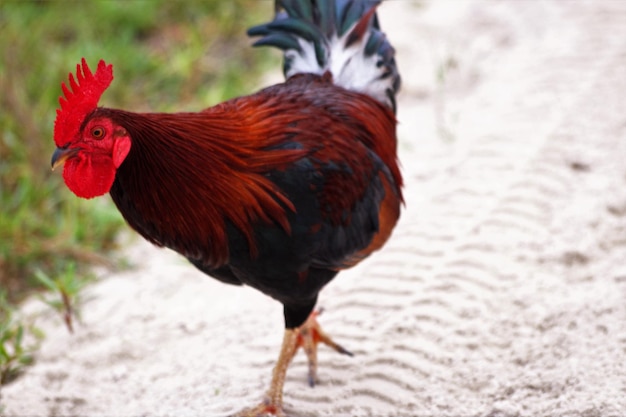 Photo un coq qui marche sur le sable.