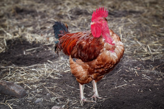 Coq rouge à cou nu debout sur le sol avec de la paille sèche