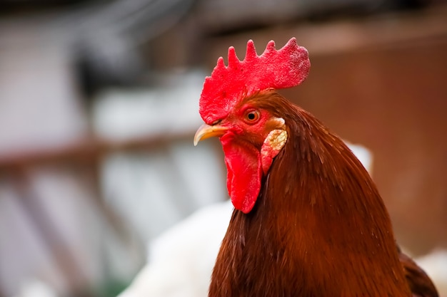 Un coq rouge se promène dans la cour où paissent les poulets