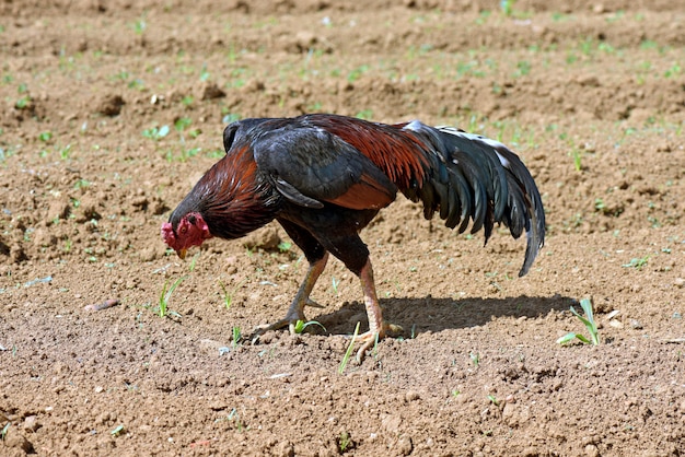 Coq se grattant sur la terre labourée