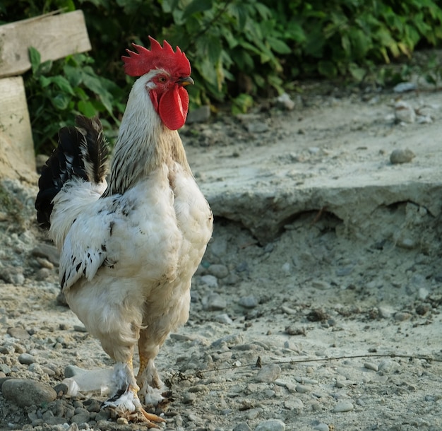 Un coq se promène dans le pâturage d'une ferme de l'Illinois, l'heure d'été